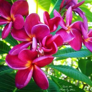 Meet your Posher, Suzanne